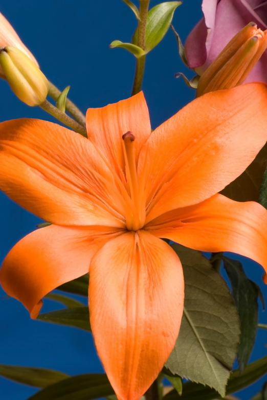 Free stock image of Orange Flower created by Peter Tompkins