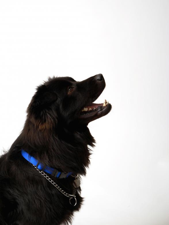 Free stock image of Black dog created by Peter Tompkins