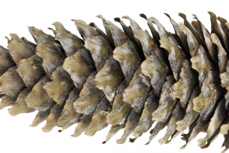 Free stock image of Pine Cone created by Angela Sickelsmith