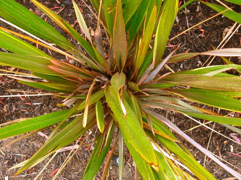 Free stock image of Bush created by Trent Ellingsen