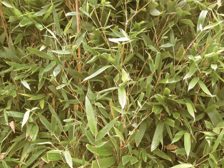 Free stock image of Plant Wall created by Trent Ellingsen