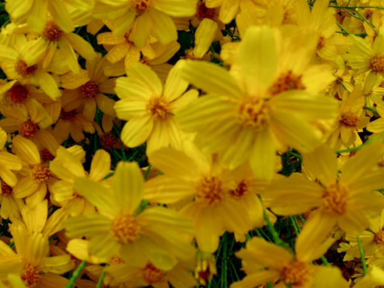 Free stock image of Flowers created by Trent Ellingsen