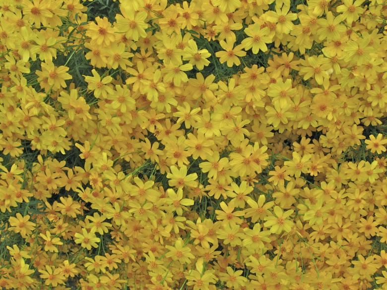 Free stock image of Flowers created by Trent Ellingsen