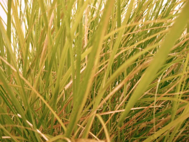 Free stock image of Wind Bush created by Trent Ellingsen