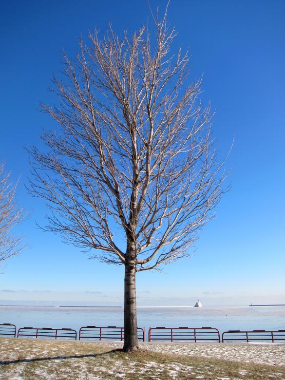Free stock image of Bare Trees created by Brian