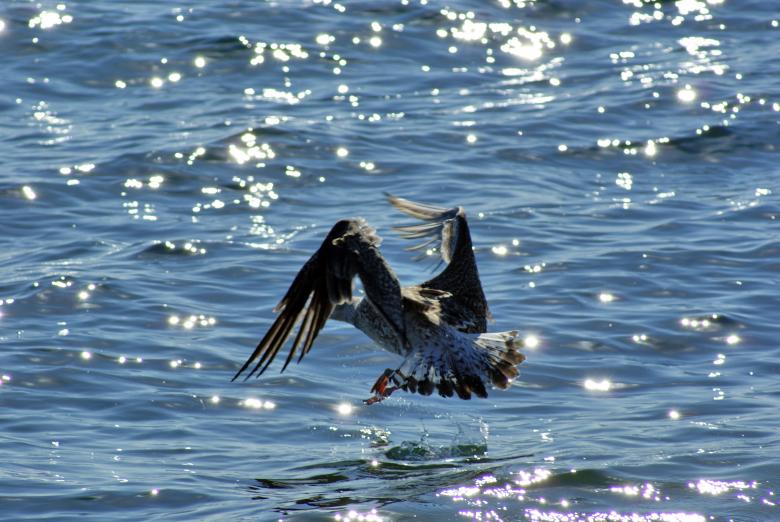 Free stock image of Seagull Landing created by Brian Norcross