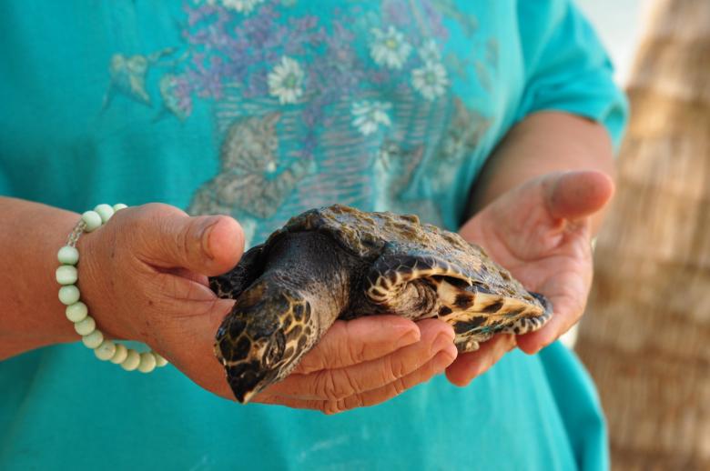 Free stock image of Sea turtle created by Eduardo Cleofe
