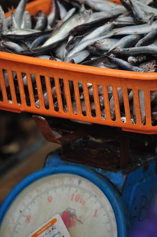 Free stock image of Fish in the market created by Eduardo Cleofe
