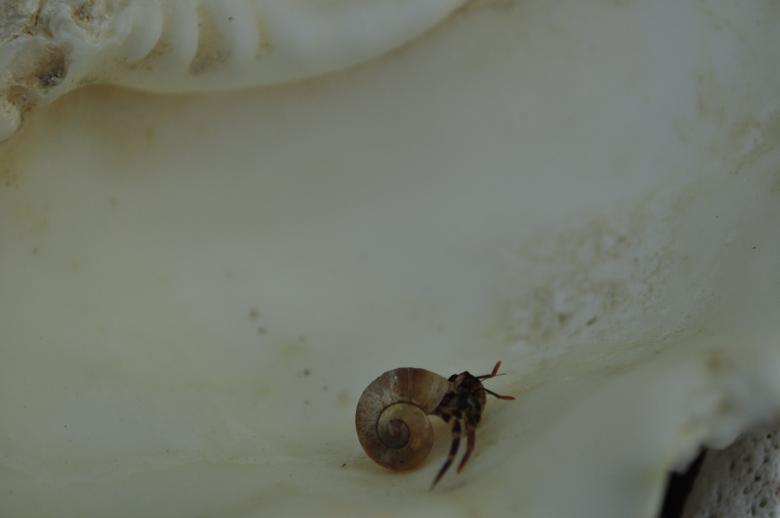 Free stock image of Hermit crab on a shell created by Eduardo Cleofe