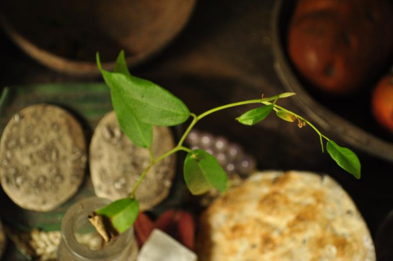 Free stock image of Sprouting plant created by Eduardo Cleofe