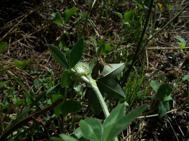 Free stock image of Grasshopper in the Front Leaf created by Christophe Valente de Paiva