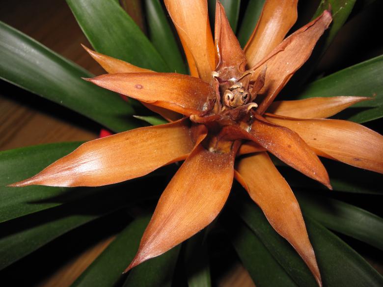 Free stock image of An Orange Flower created by Rebecca Mitchell