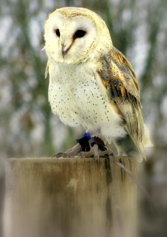 Free stock image of Barn Owl  created by Kate Towers 