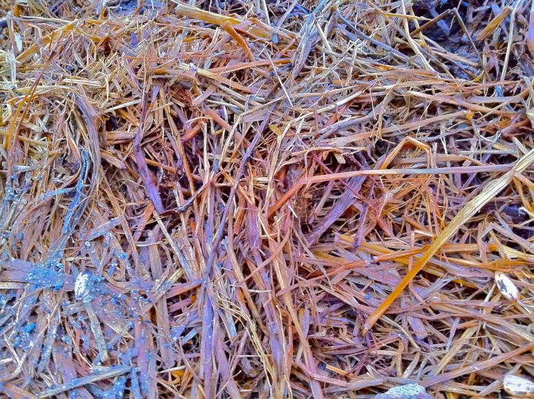 Free stock image of Rainbow Hay created by Trent Ellingsen