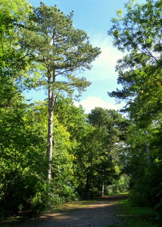Free stock image of Woods created by Kate Towers 