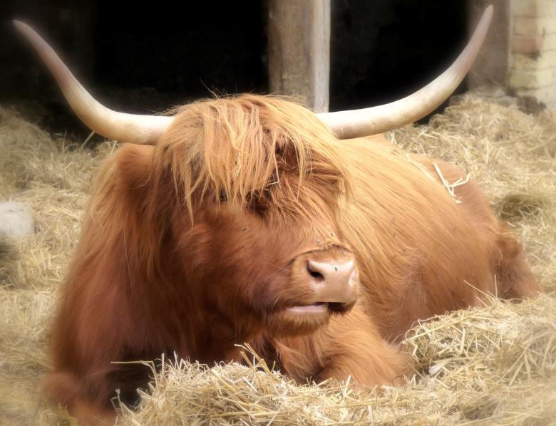 Free stock image of Highland Cow created by Kate Towers 