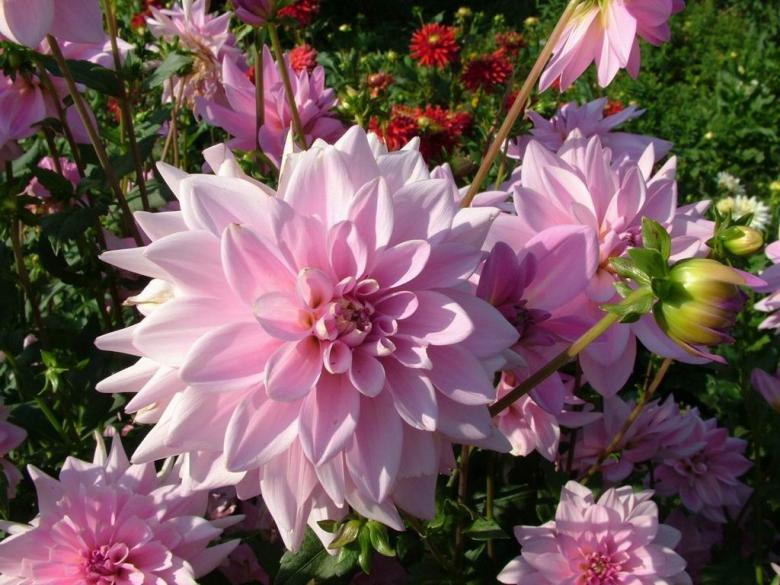 Free stock image of Dahlia flowers created by Alishba Farooqui