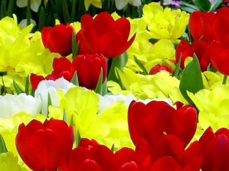 Yellow And red Flowers - Free Stock Photo
