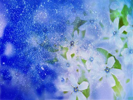 Winter flower - Free Stock Photo