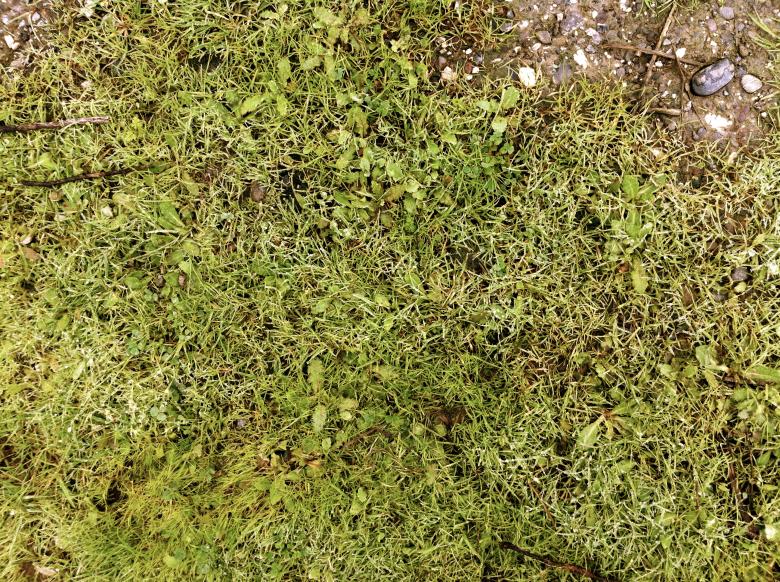 Free stock image of Green Grass created by Trent Ellingsen