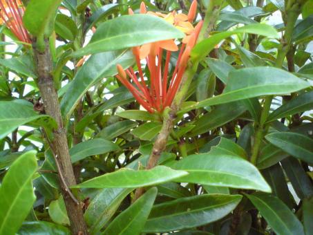 Asoka Flower - Free Stock Photo