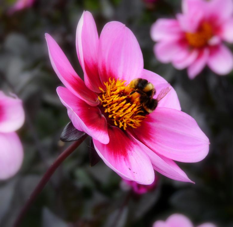 Free stock image of Bee On Flower  created by Kate Towers 