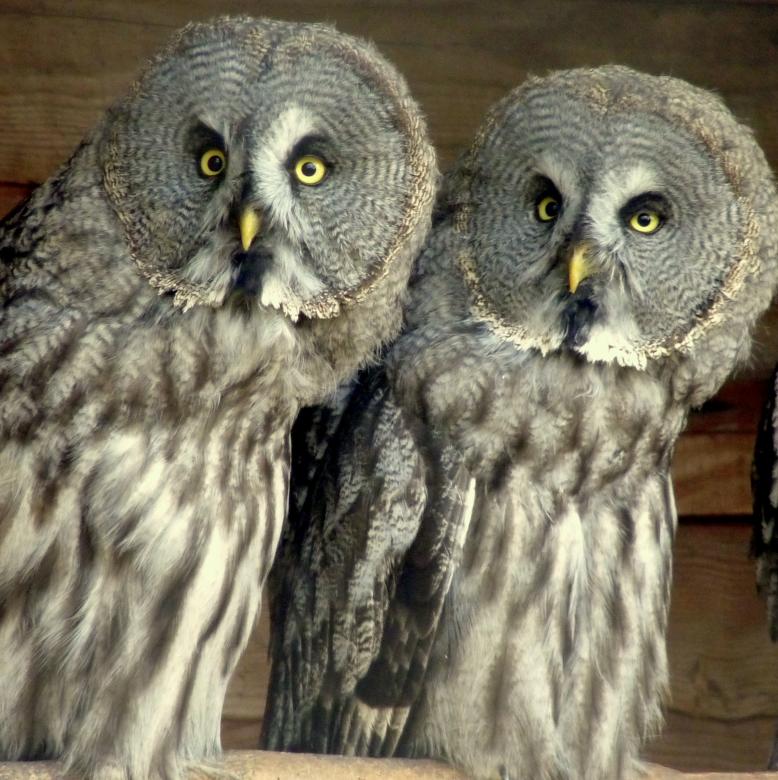 Free stock image of Owls  created by Kate Towers 