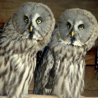 Owls  - Free Stock Photo