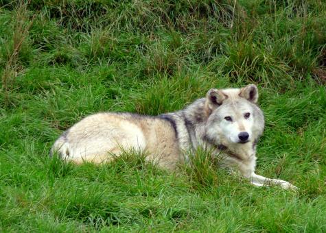 Wolf  - Free Stock Photo