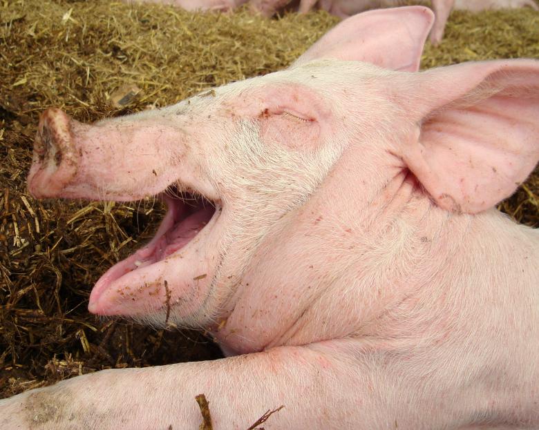 Free stock image of Happy Pig  created by Kate Towers 