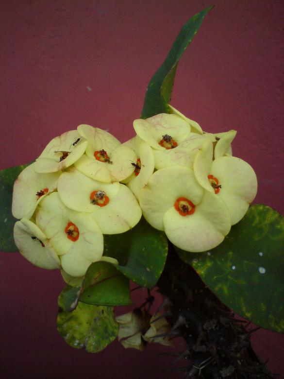 Free stock image of Flowers white thorn created by sutrisno