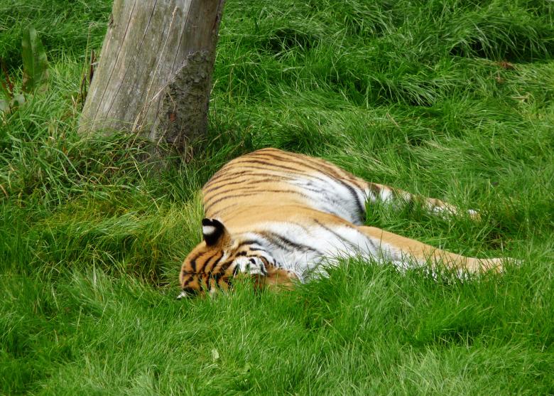 Free stock image of Tiger  created by Kate Towers 