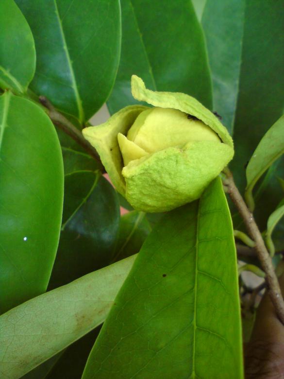 Free stock image of Fruit Sugar Apple created by sutrisno