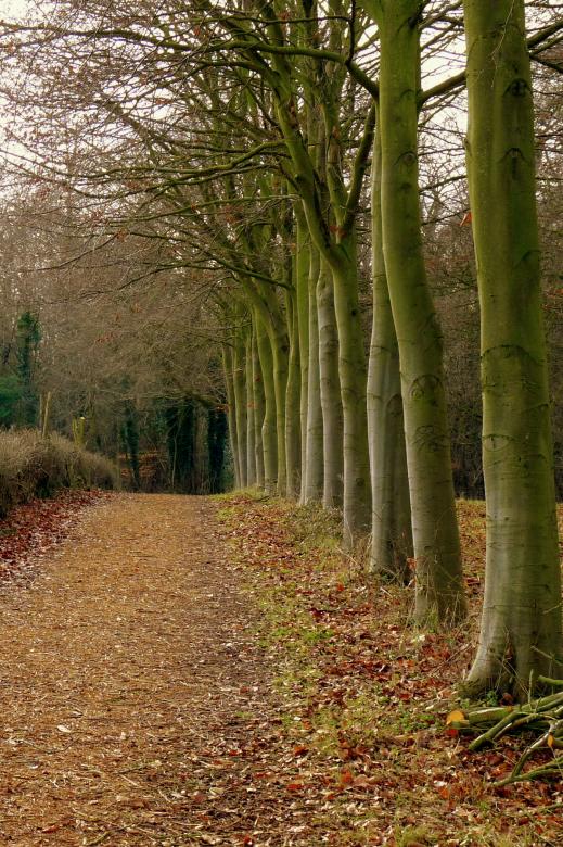 Free stock image of Woodland Pathway created by Kate Towers 
