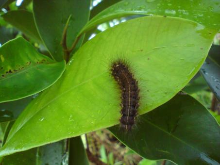 Caterpillar - Free Stock Photo