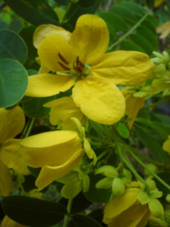 Free stock image of Kantil yellow flowers created by sutrisno
