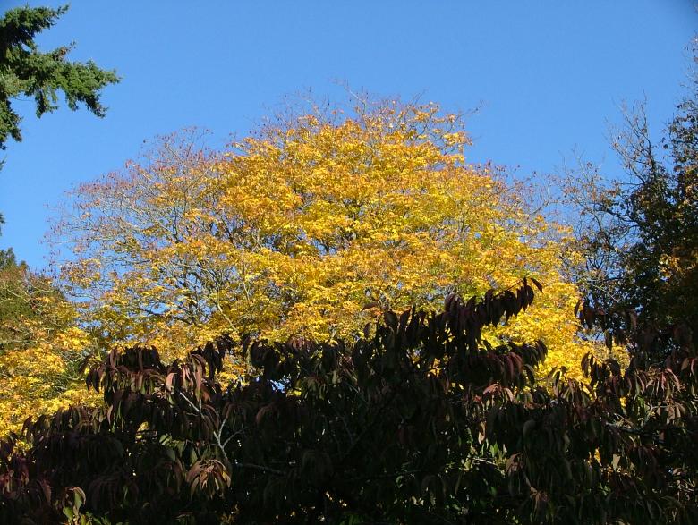 Free stock image of Autumn - Westonbirt created by Mo Awkati