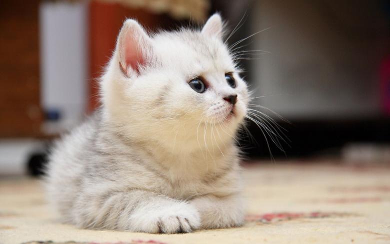 Free stock image of White Kitten created by Valentin Nedev