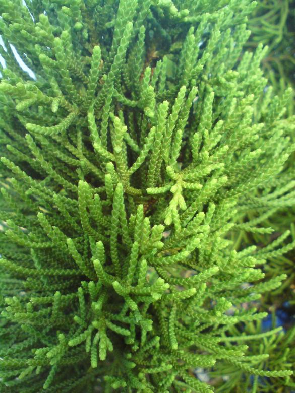 Free stock image of Fir tree created by sutrisno