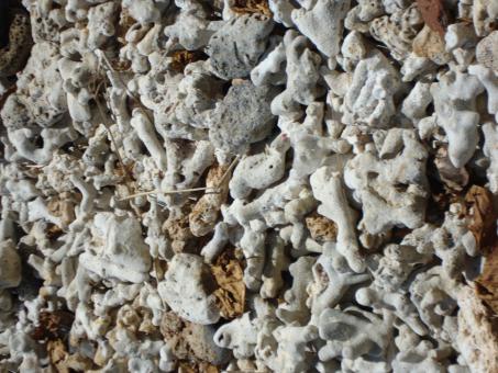 Corals - Free Stock Photo
