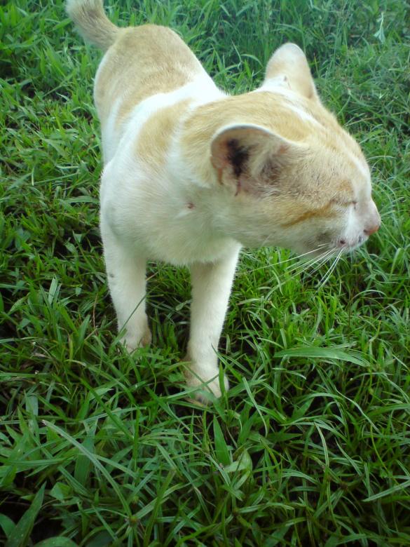 Free stock image of Cat created by sutrisno