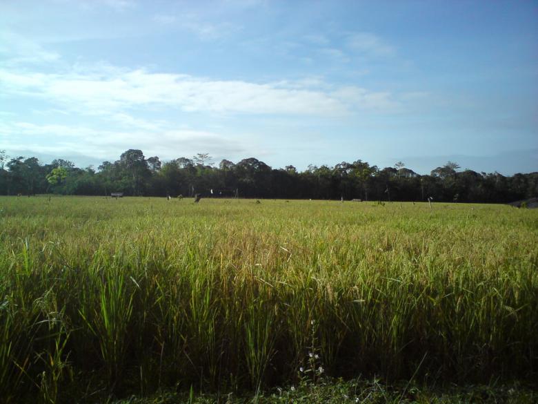 Free stock image of Rice began to turn yellow created by sutrisno