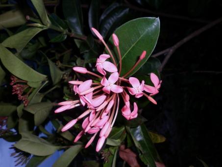 Pink flowers - Free Stock Photo