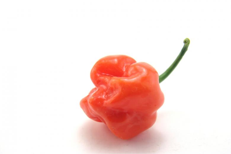 Free stock image of Hot habaneros created by homero chapa