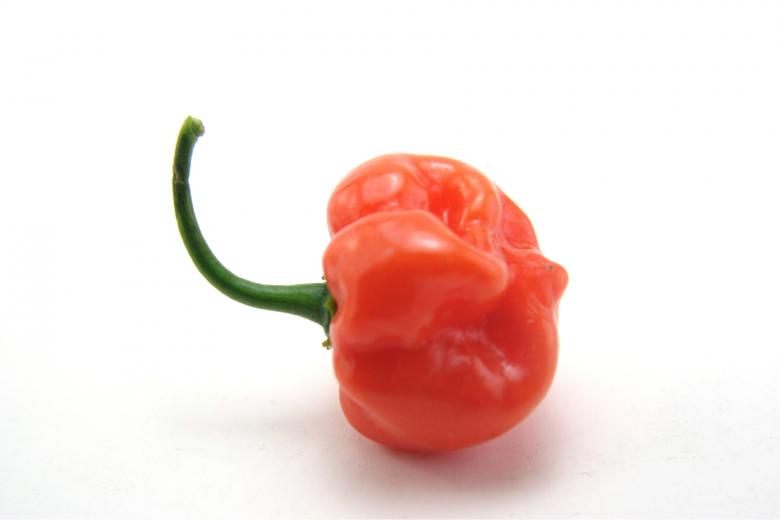 Free stock image of Hot habaneros created by homero chapa