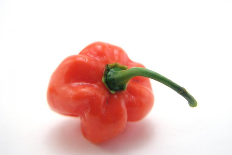Free stock image of Hot habaneros created by homero chapa