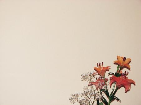 Floral Background - Free Stock Photo