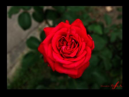 Rose - Free Stock Photo