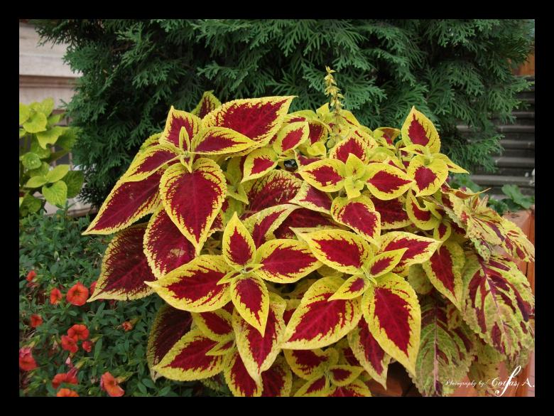 Free stock image of Yellow and red leaves created by Alin Cornel Cotfas
