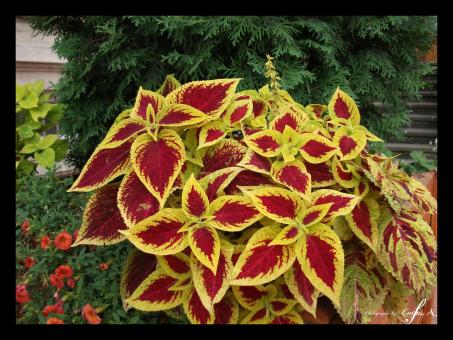 Yellow and red leaves - Free Stock Photo